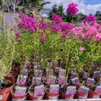 Flox metlinatý (Phlox paniculata) 'Sweet Summer Fragrance'® - kont. C1L